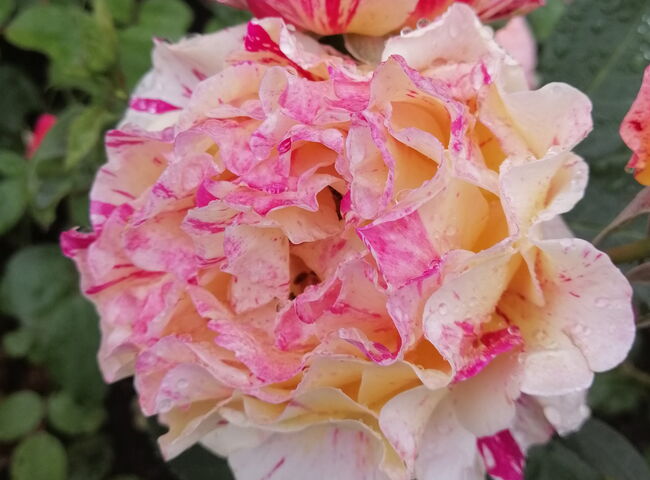 Rose als Hinweis für das Trauer-Café
